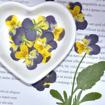  12pcs/24pcs Nospiests Žāvēti Viola Tricolor L. Pansy Flower Augu Herbāriju, Lai Dārglietas, Pastkartes, Grāmatzīmes Tālruņa Lietā Pieņemšanas DIY